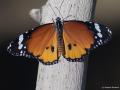 Danaus chrysippus (Sultan)